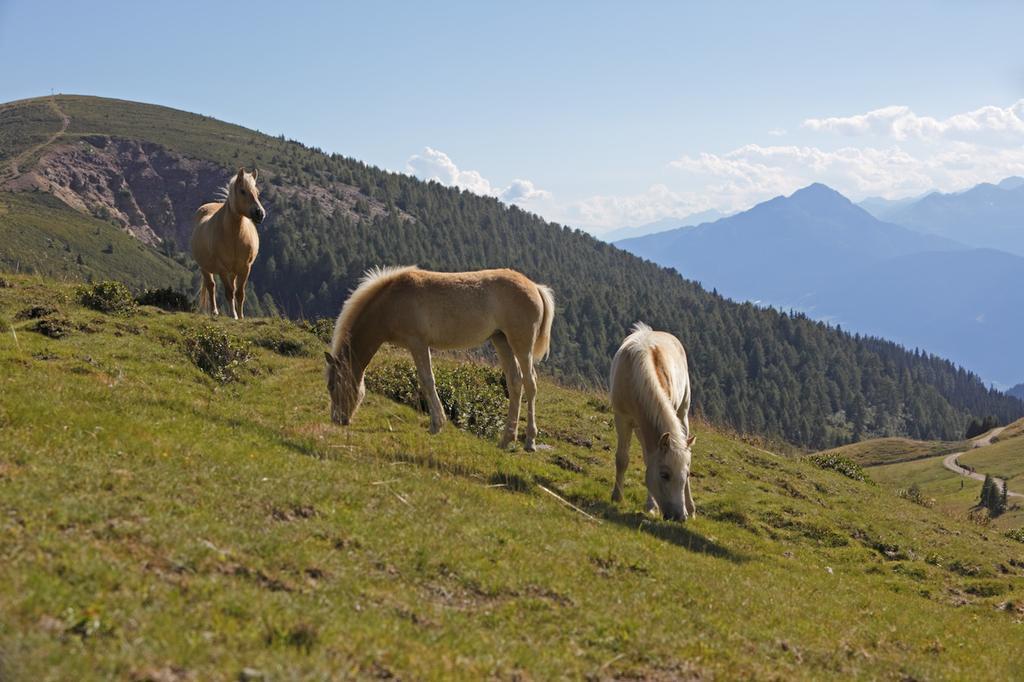 Chalet Hafling Leckplatt Zewnętrze zdjęcie